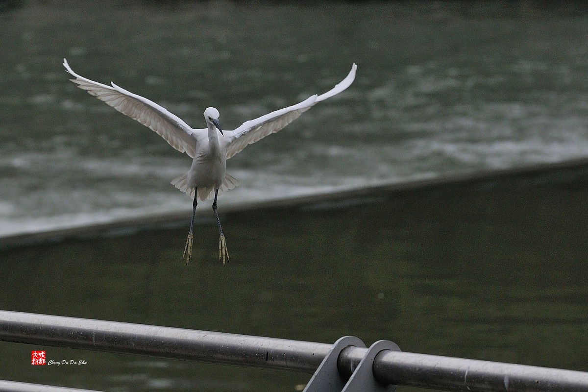 拍鹭纪实【158】