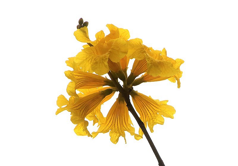 271【寿星老海南游摄日记】21.02.20临髙县长島兰湾：非常漂亮的黄钟木！