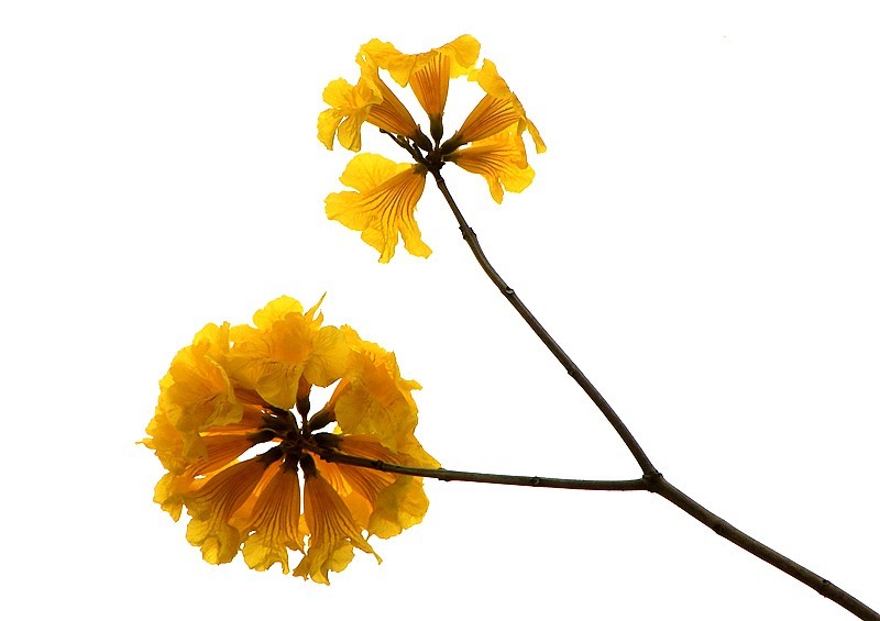 271【寿星老海南游摄日记】21.02.20临髙县长島兰湾：非常漂亮的黄钟木！