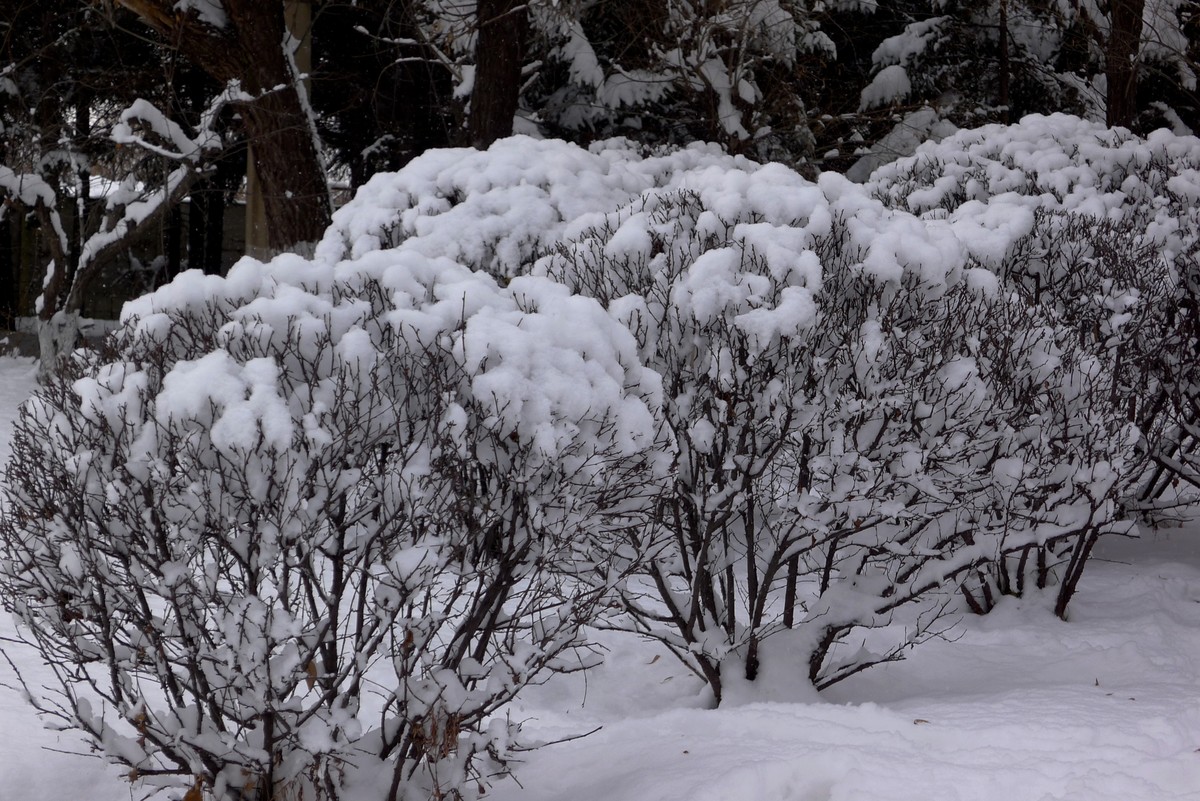 小雪节气雪飘飘－雪景（二）
