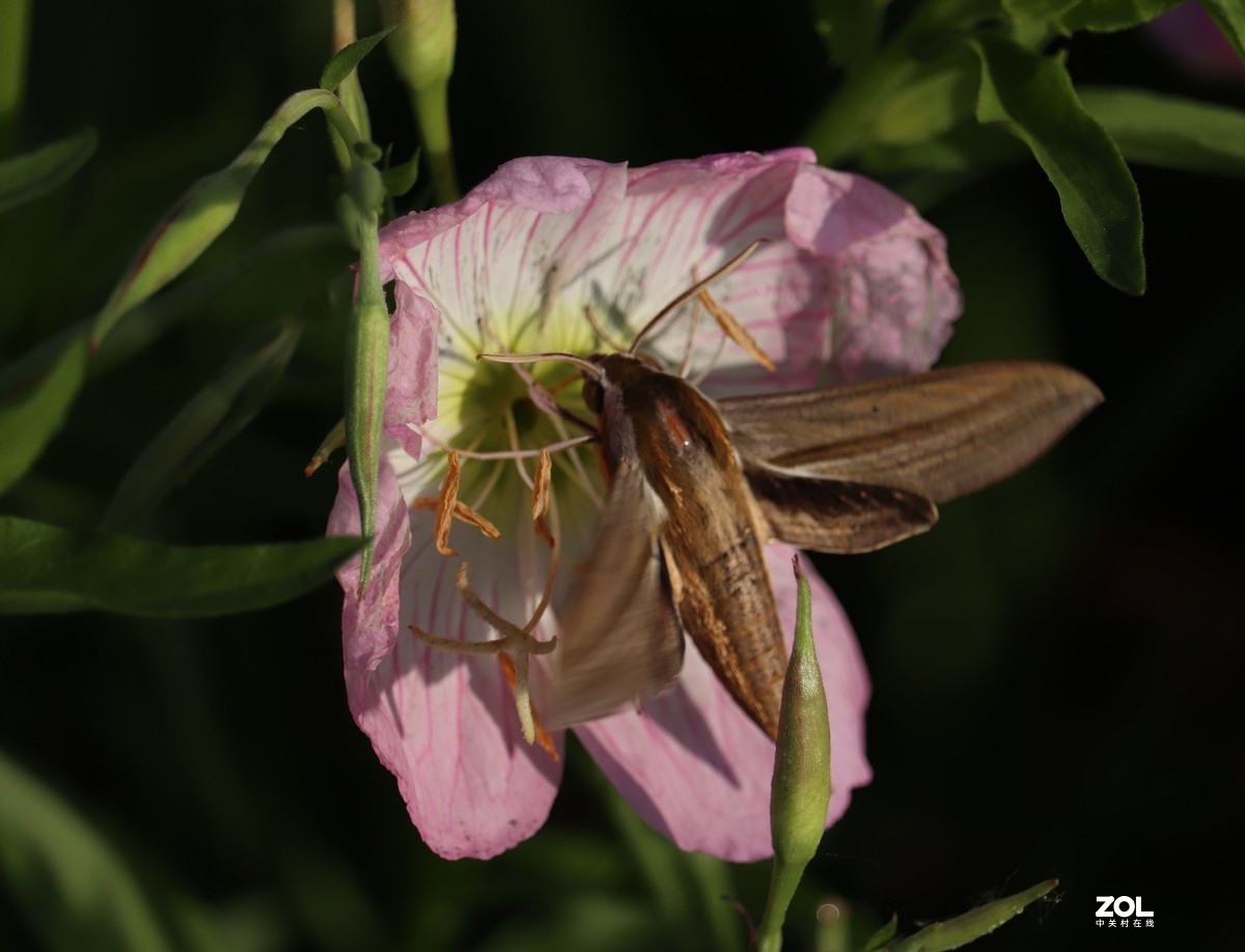 月见草上的飞蛾