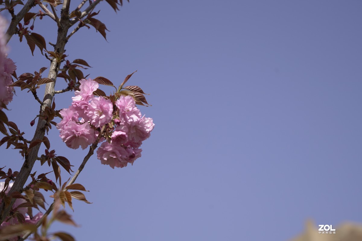 又一春，春花【2】