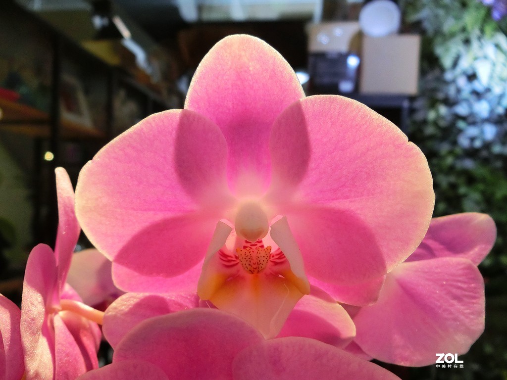 随手拍拍蝴蝶兰