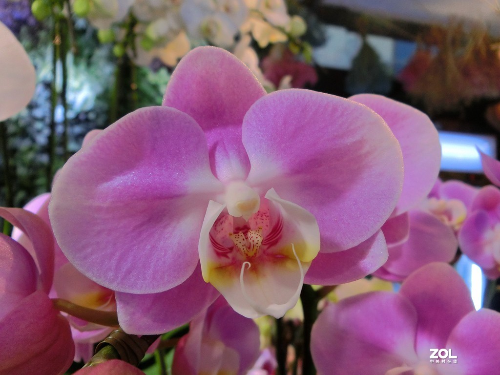 随手拍拍蝴蝶兰