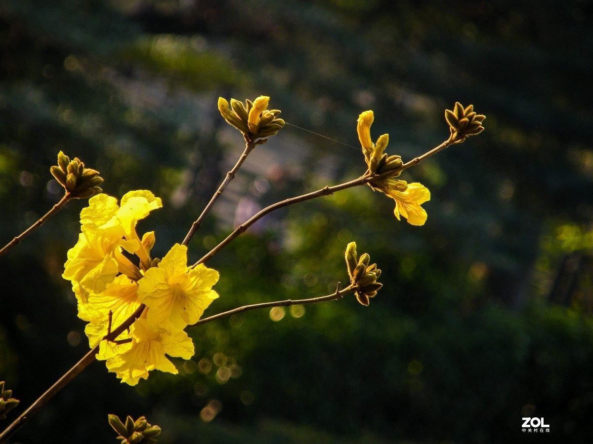光影图记——黄花风铃