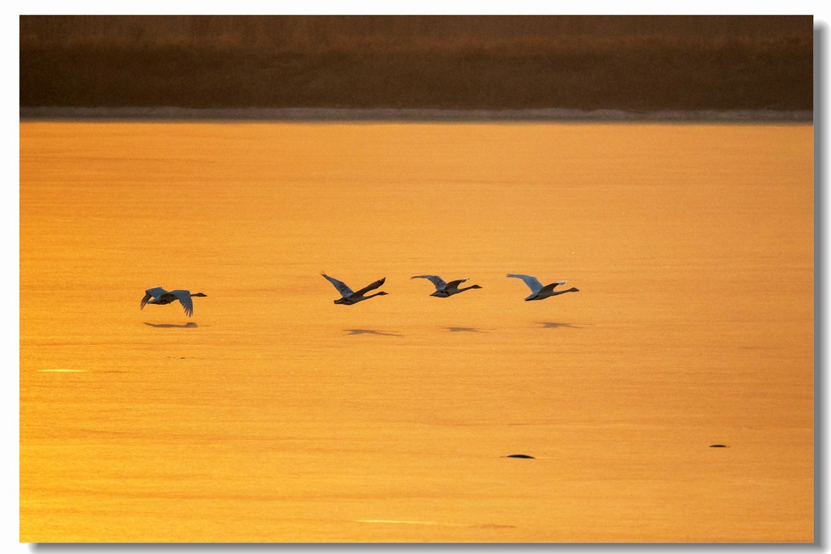 晨光鹅影（十）