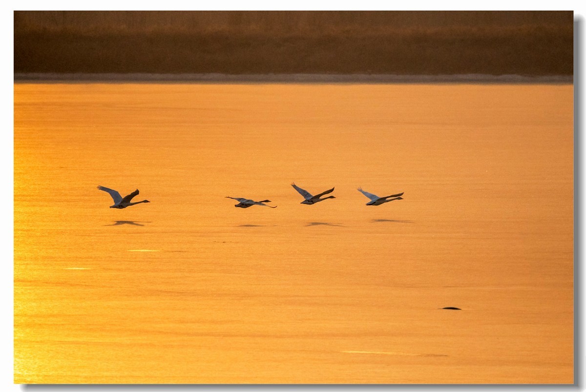 晨光鹅影（十）