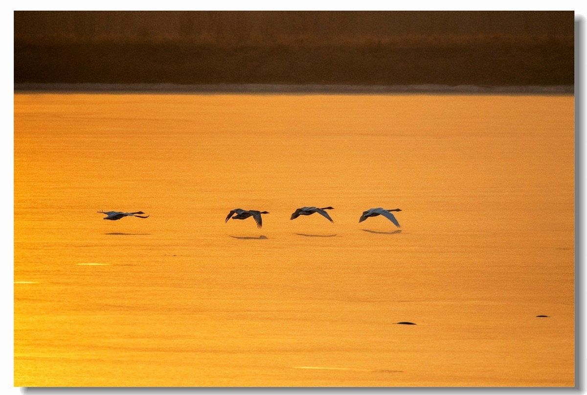 晨光鹅影（十）