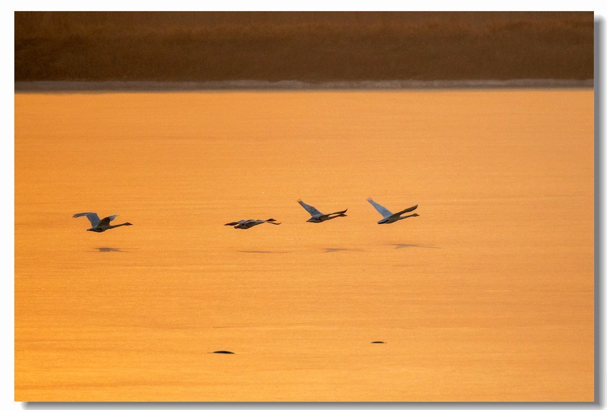 晨光鹅影（十）