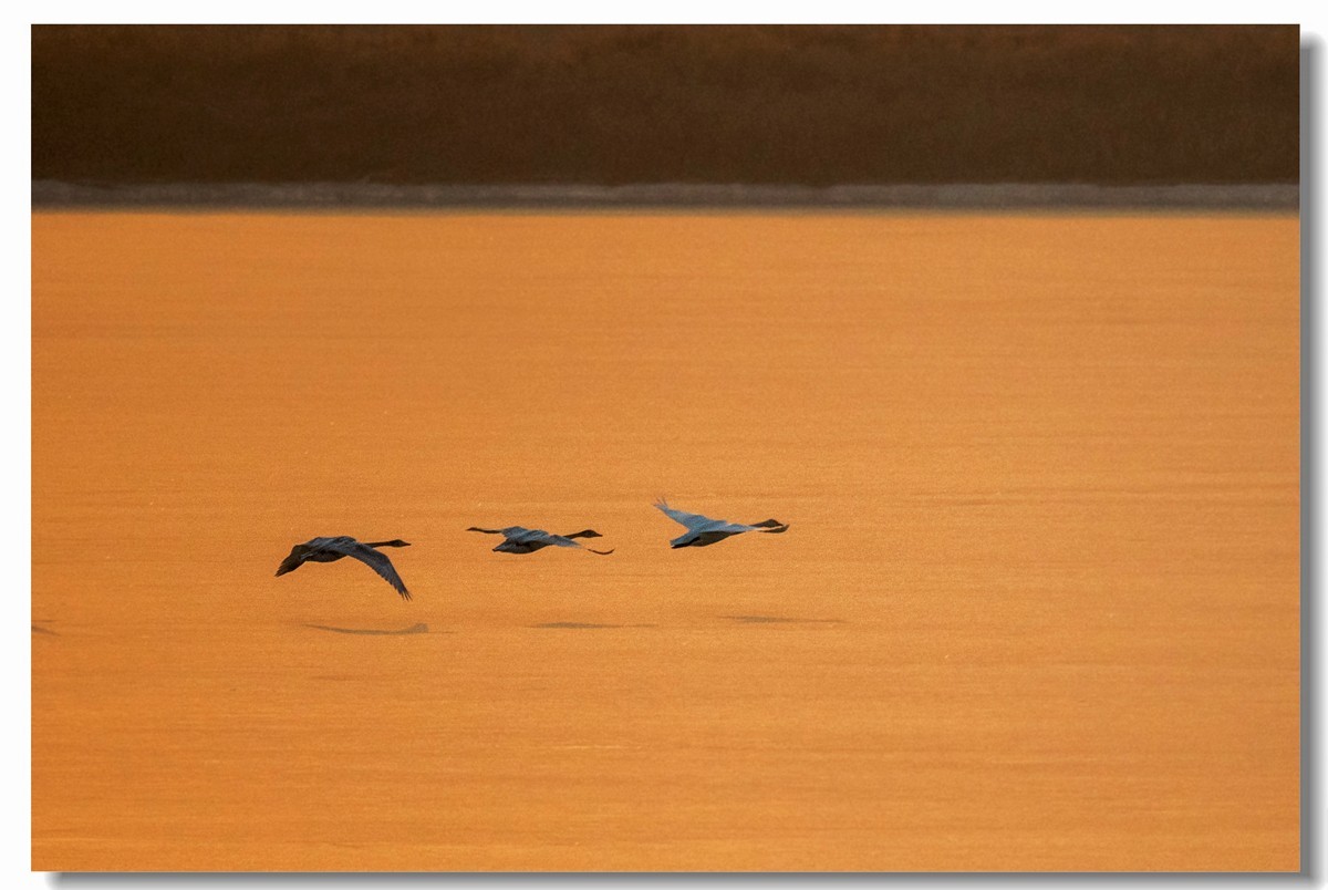 晨光鹅影（十）