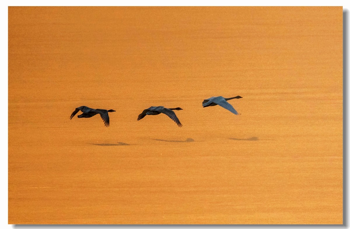 晨光鹅影（十）