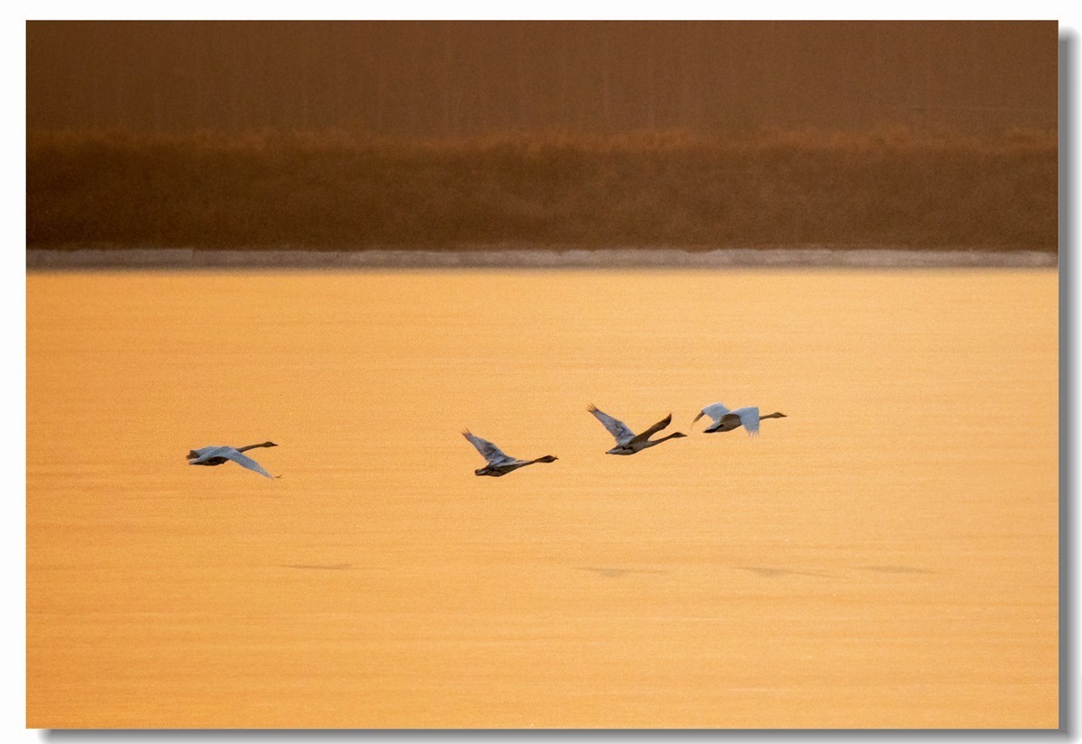 晨光鹅影（十）