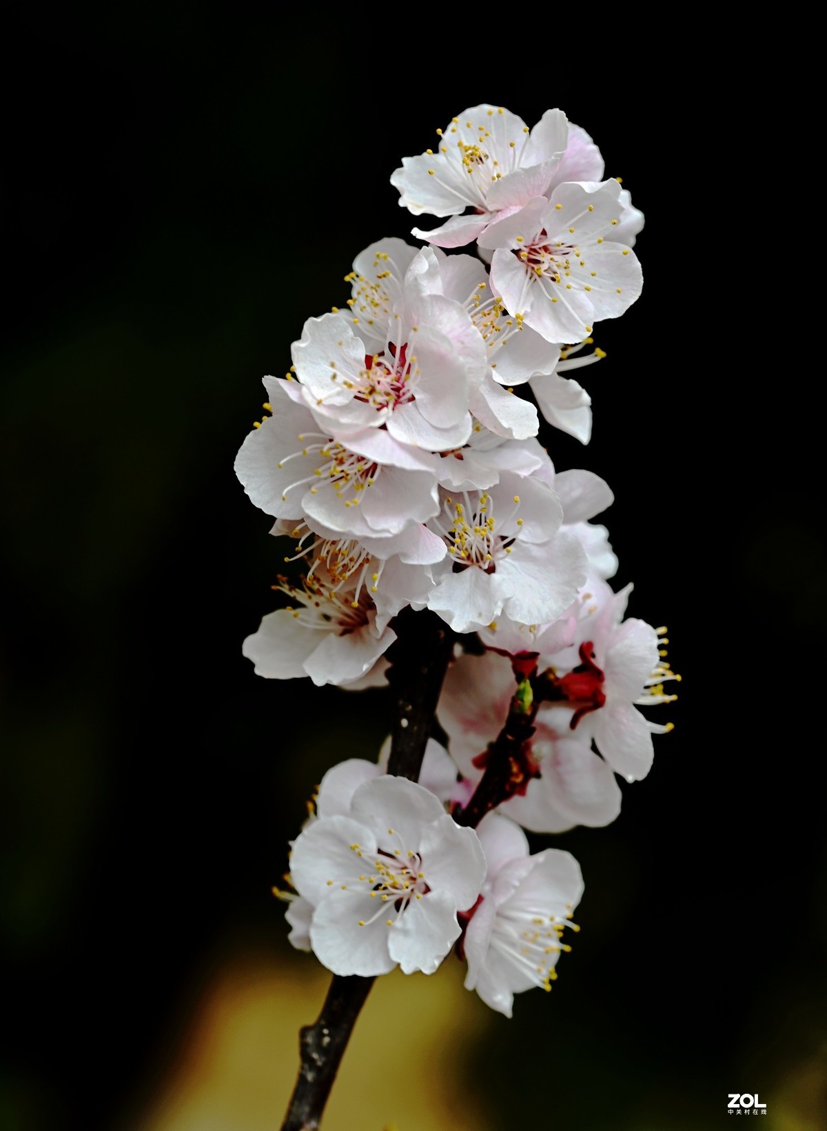 杏花盛开雪花繁高低重叠映古坛