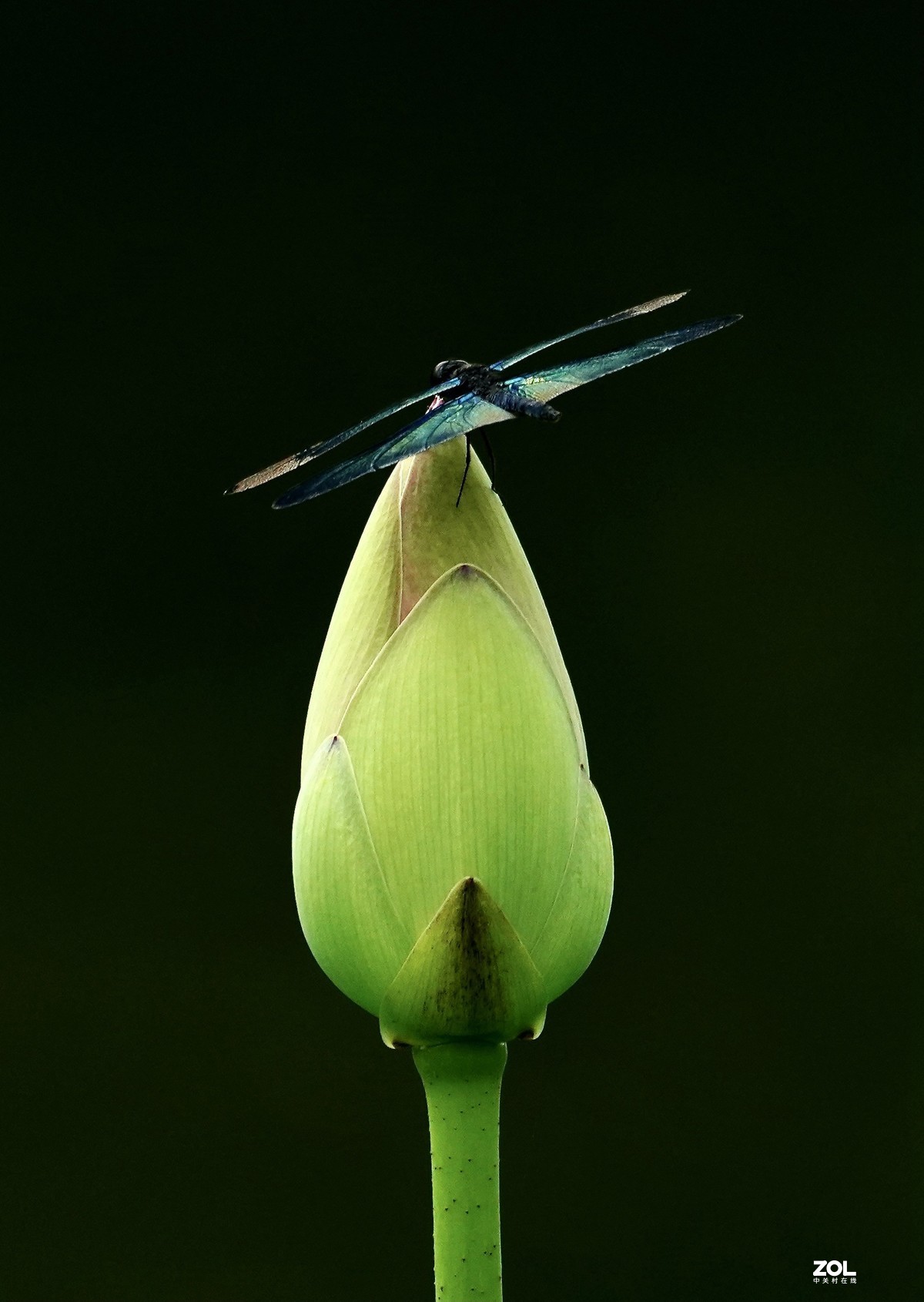 试新----新置的腾龙150-500