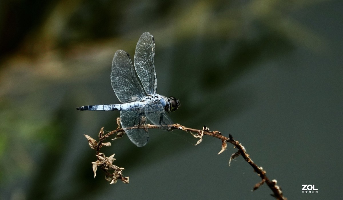 试新----新置的腾龙150-500