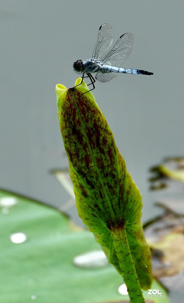 试新----新置的腾龙150-500