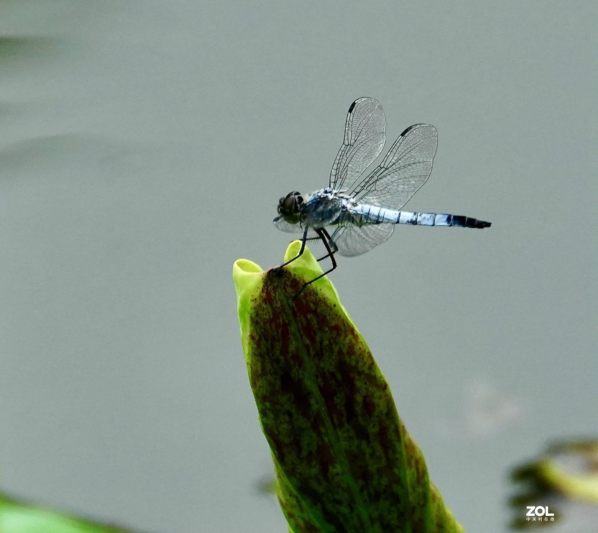 试新----新置的腾龙150-500