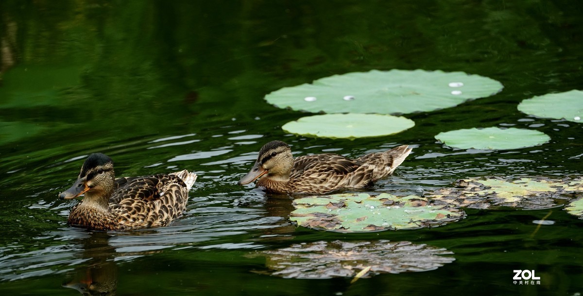试新----新置的腾龙150-500