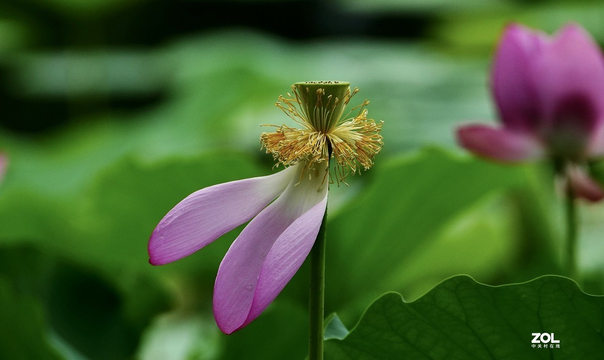 试新----新置的腾龙150-500