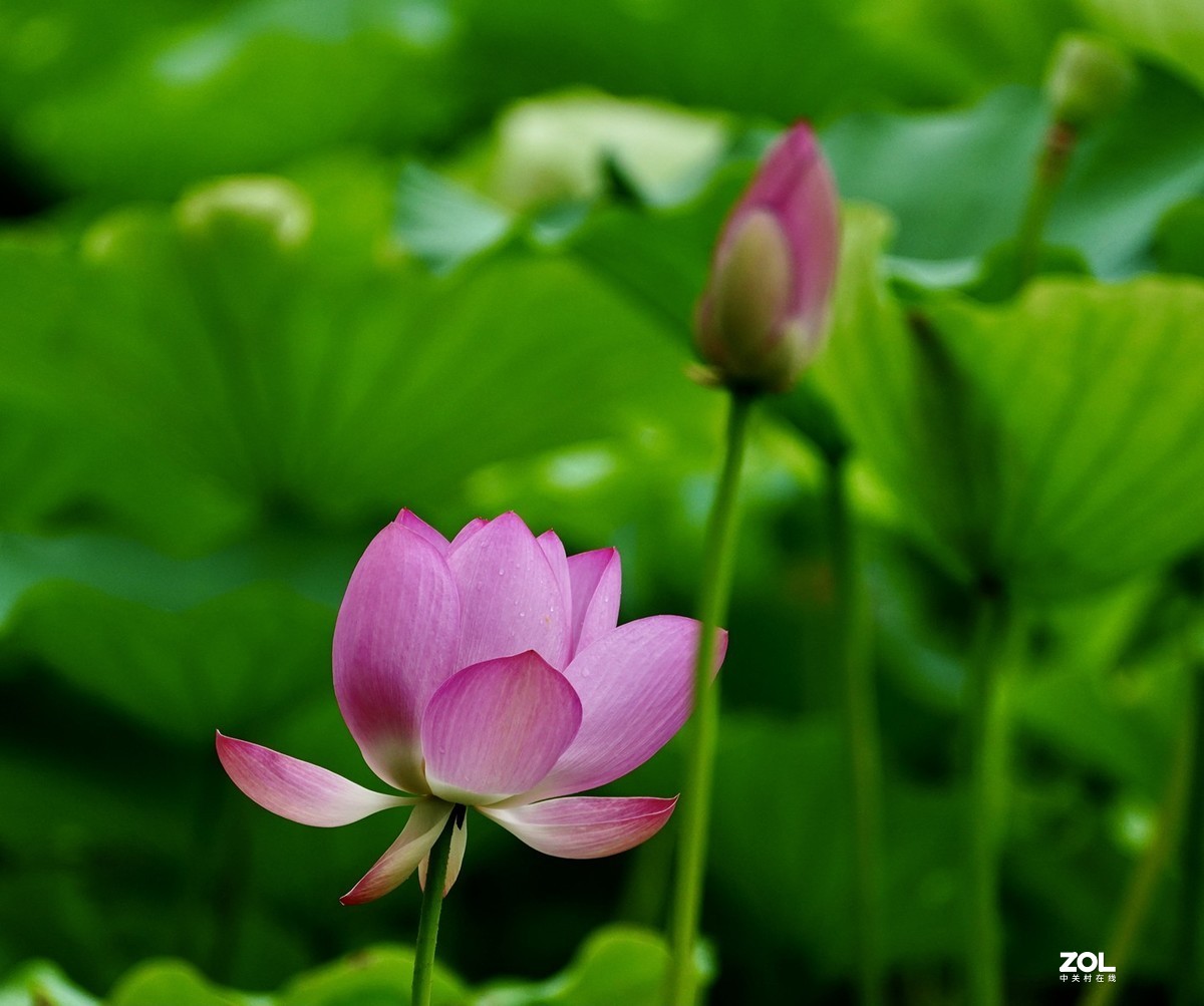 试新----新置的腾龙150-500