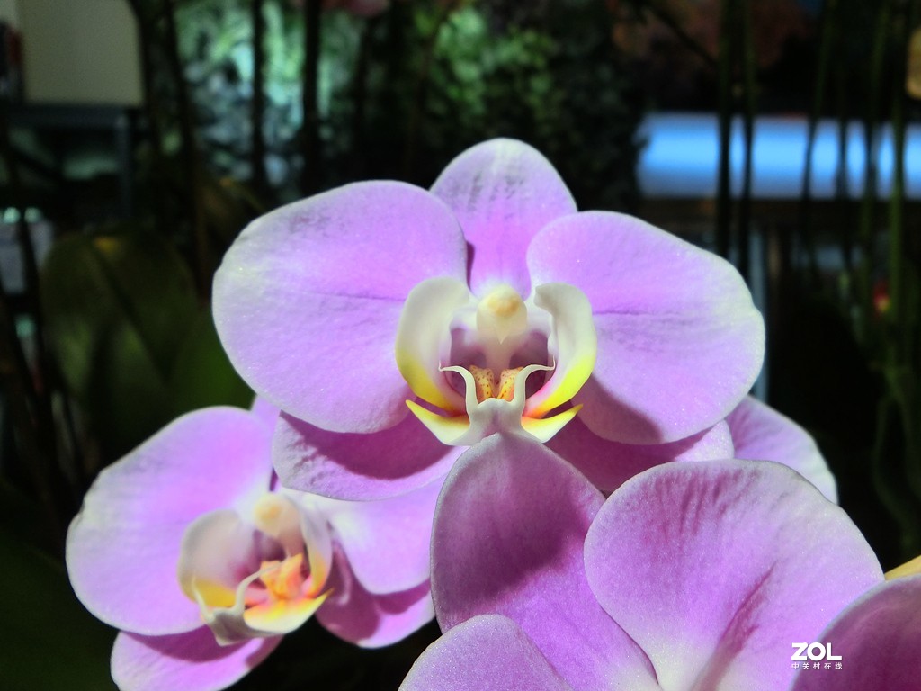 随手拍拍蝴蝶兰