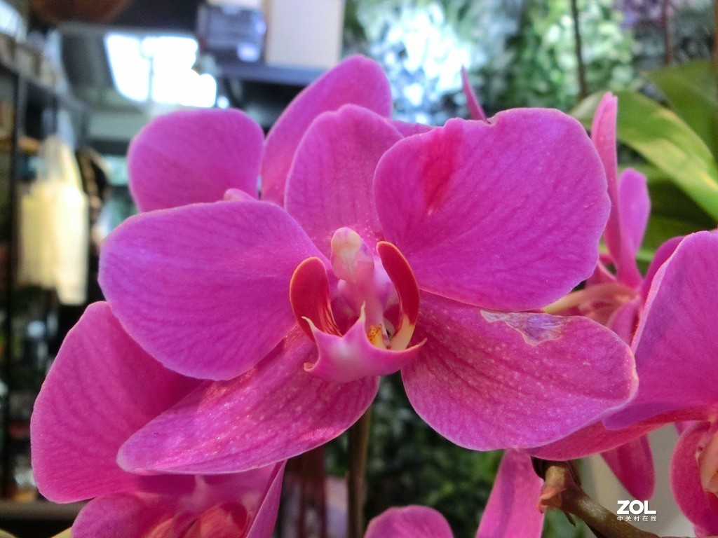 随手拍拍蝴蝶兰