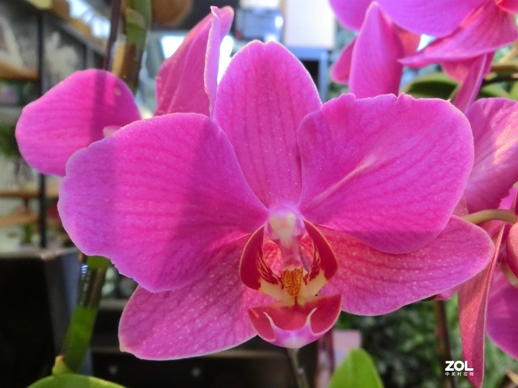 随手拍拍蝴蝶兰