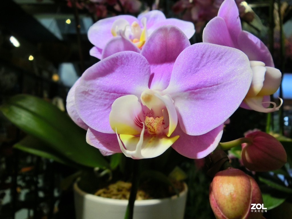 随手拍拍蝴蝶兰