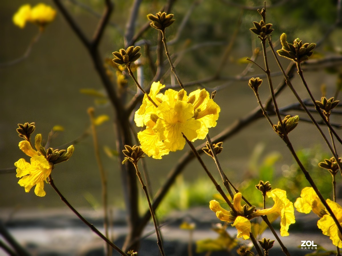 光影图记——黄花风铃
