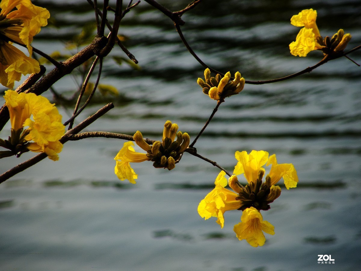 光影图记——黄花风铃