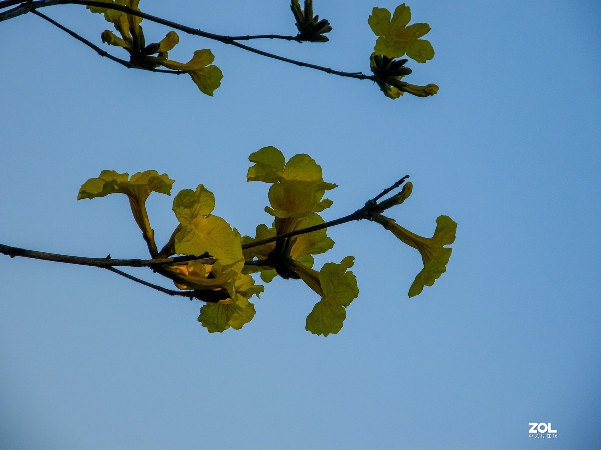 光影图记——黄花风铃
