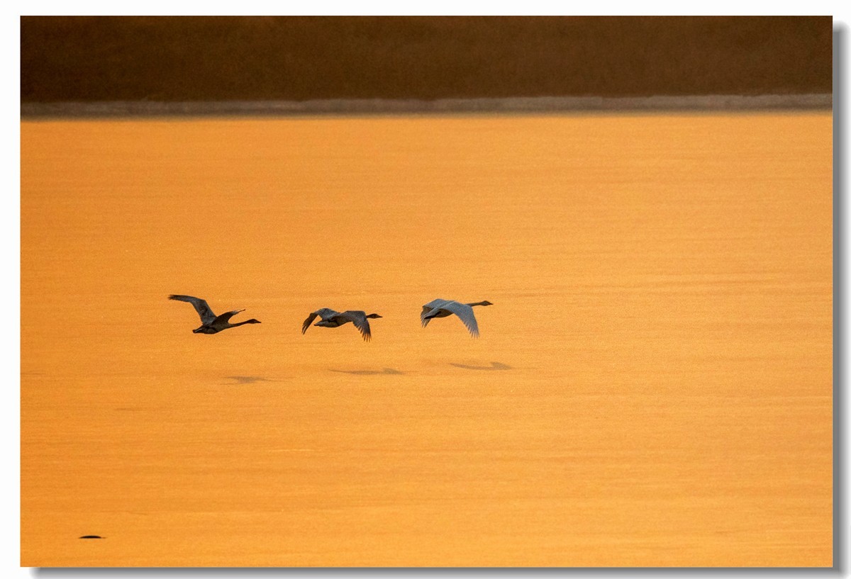 晨光鹅影（十）