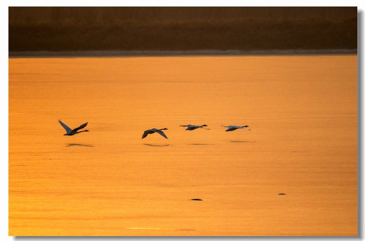 晨光鹅影（十）