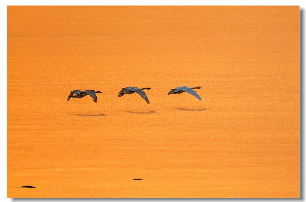 晨光鹅影（十）