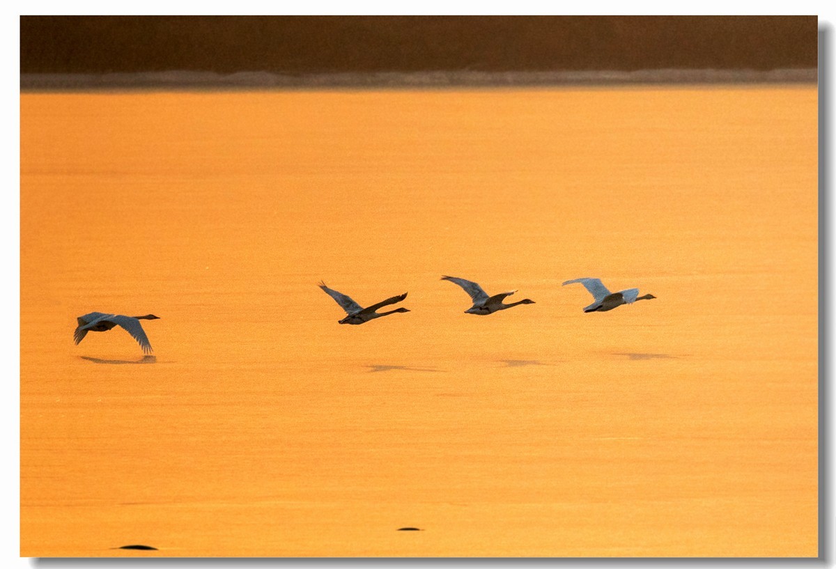 晨光鹅影（十）