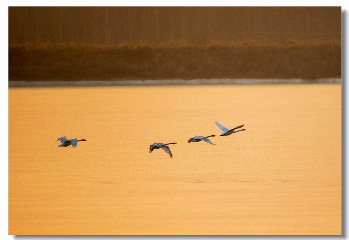 晨光鹅影（十）