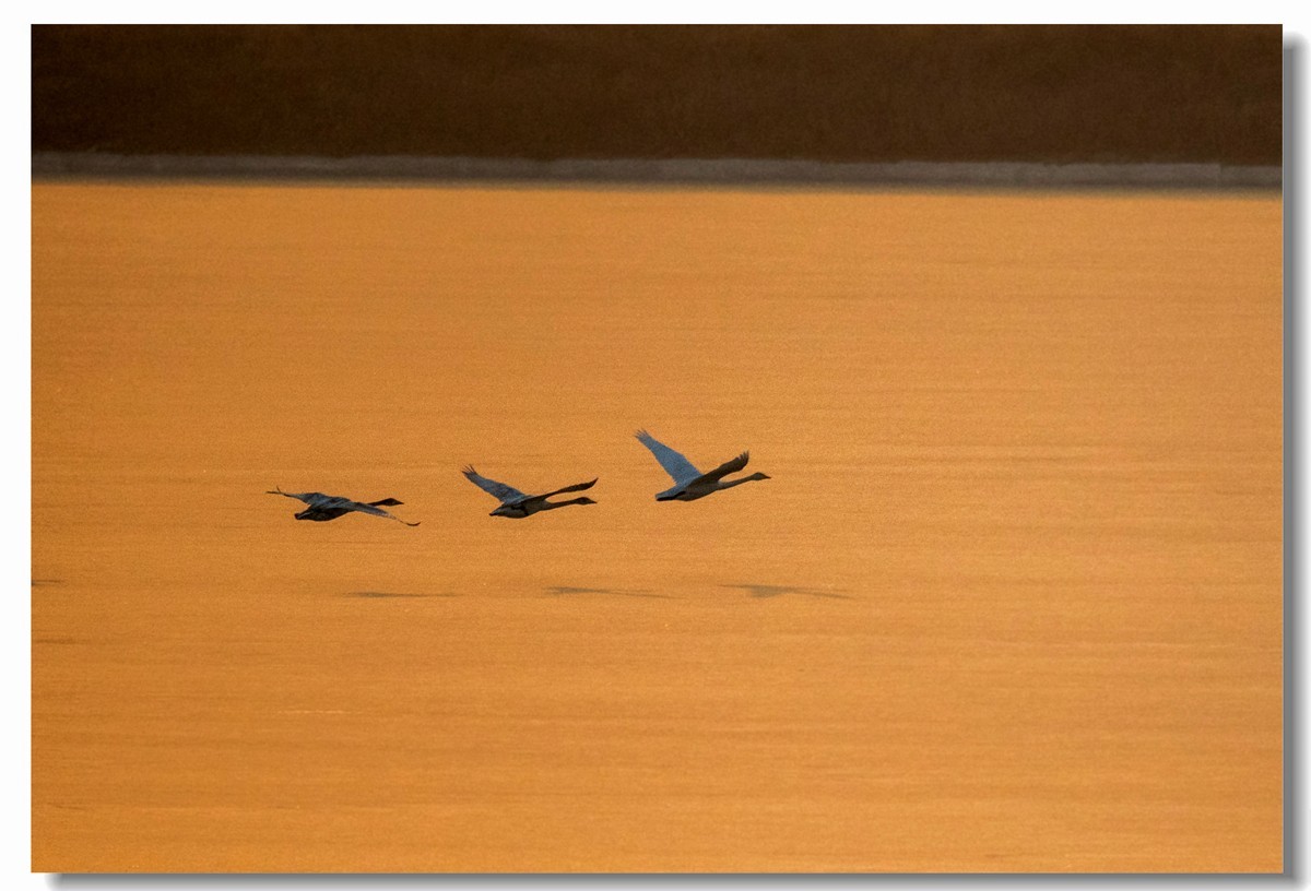 晨光鹅影（十）