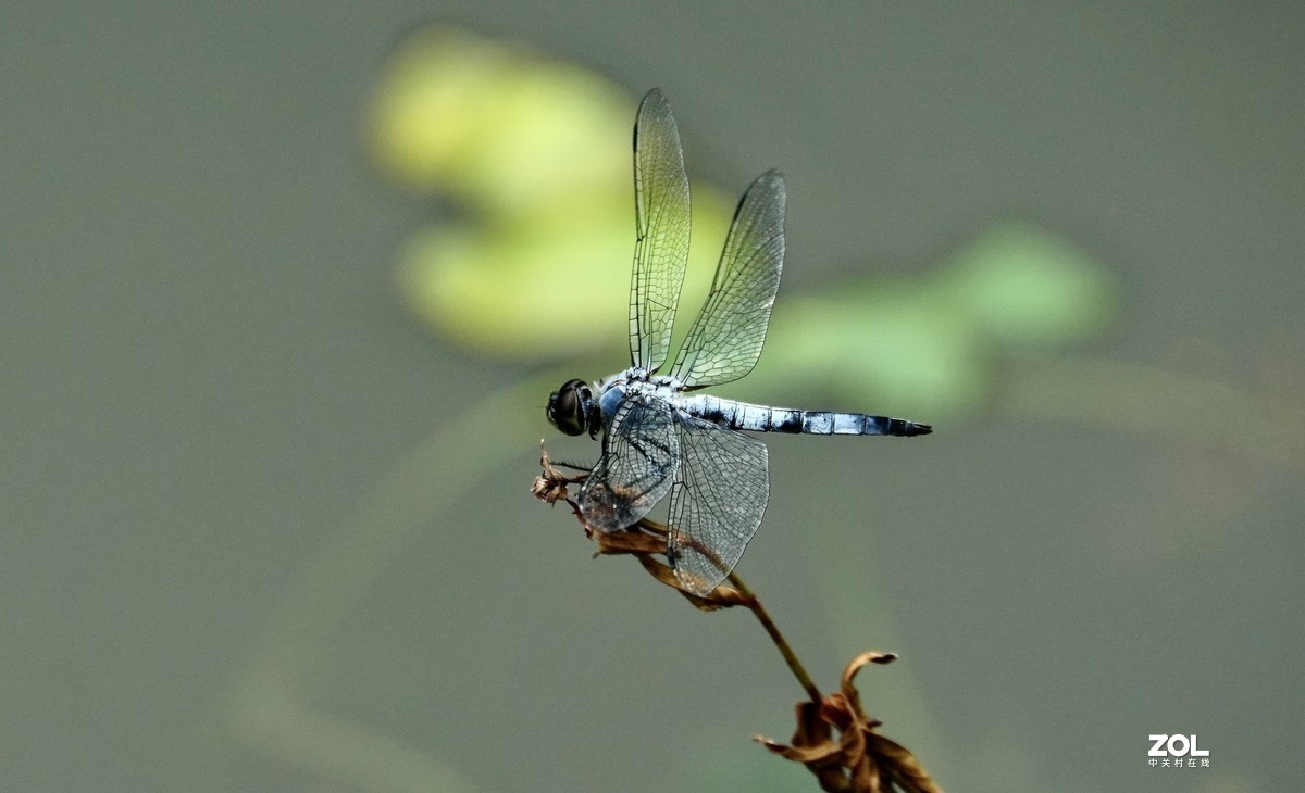 试新----新置的腾龙150-500