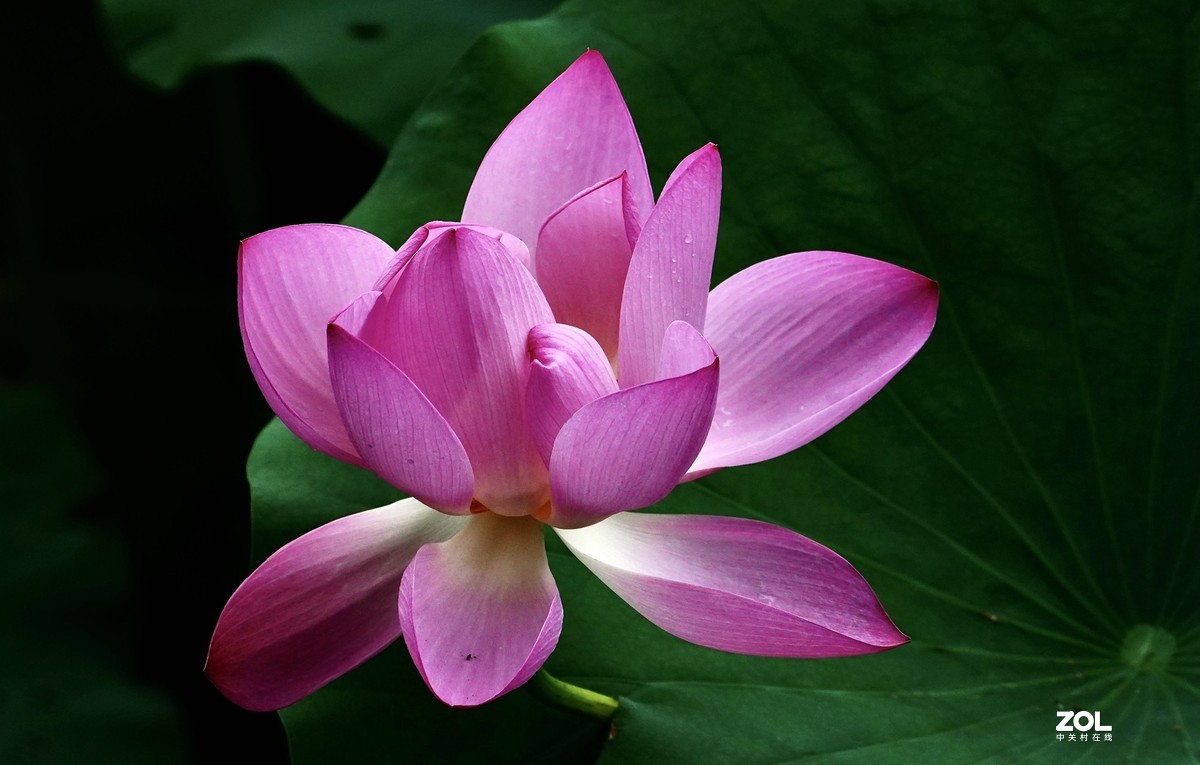 试新----新置的腾龙150-500