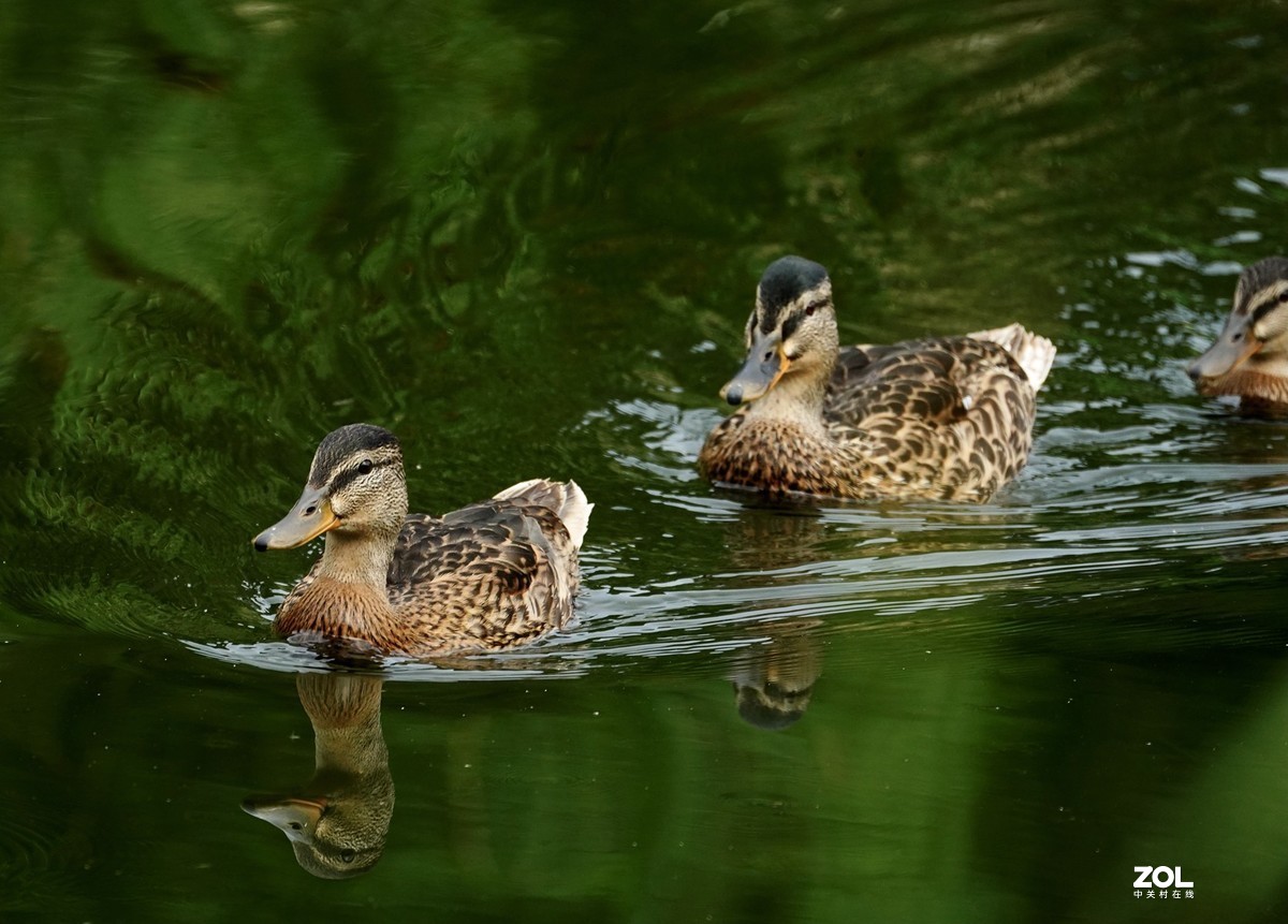 试新----新置的腾龙150-500