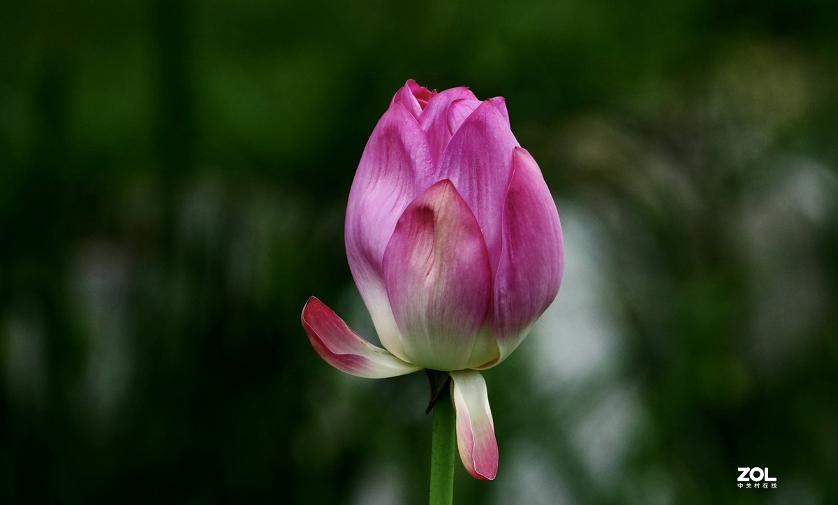 试新----新置的腾龙150-500