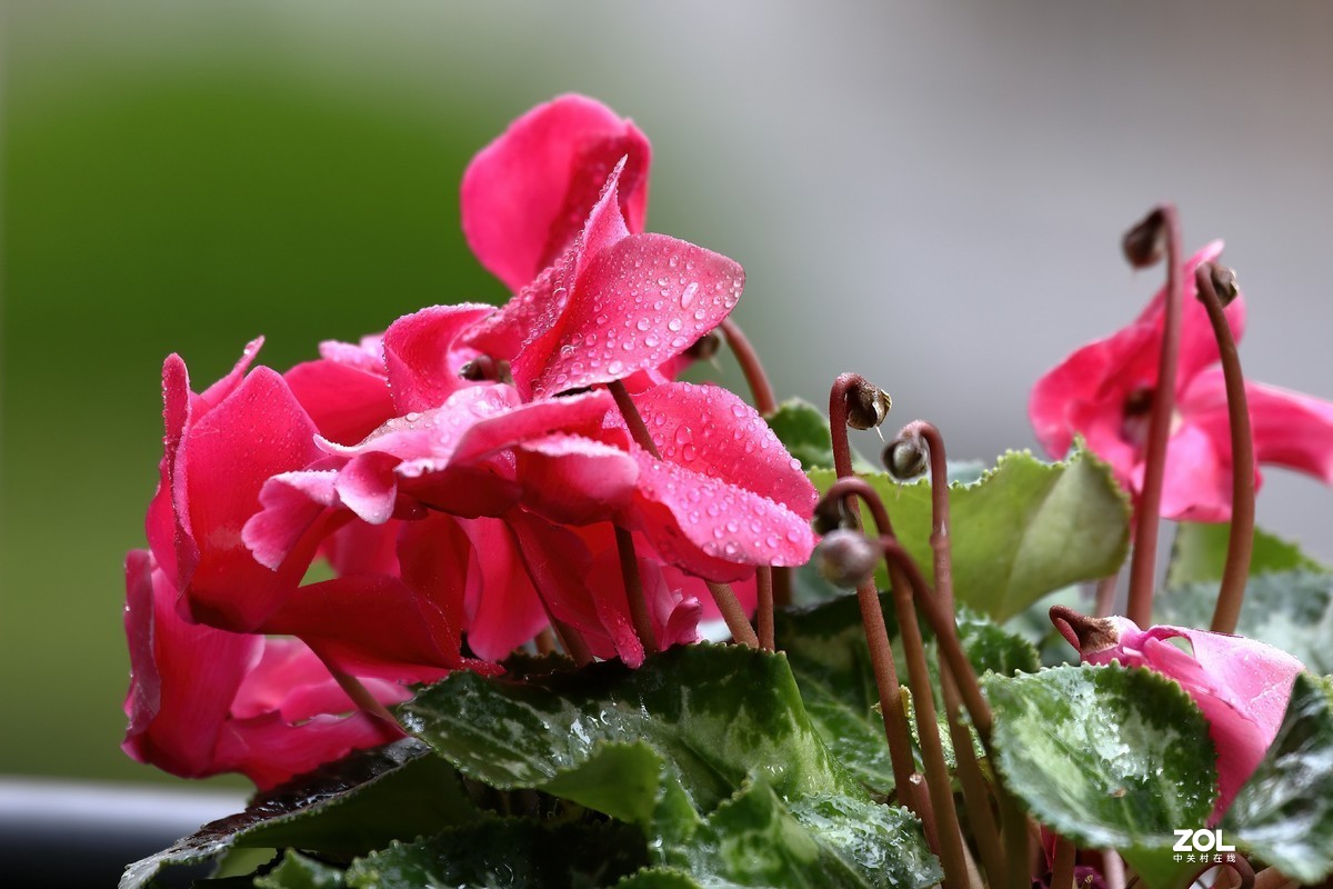 试100-400大白一代镜头