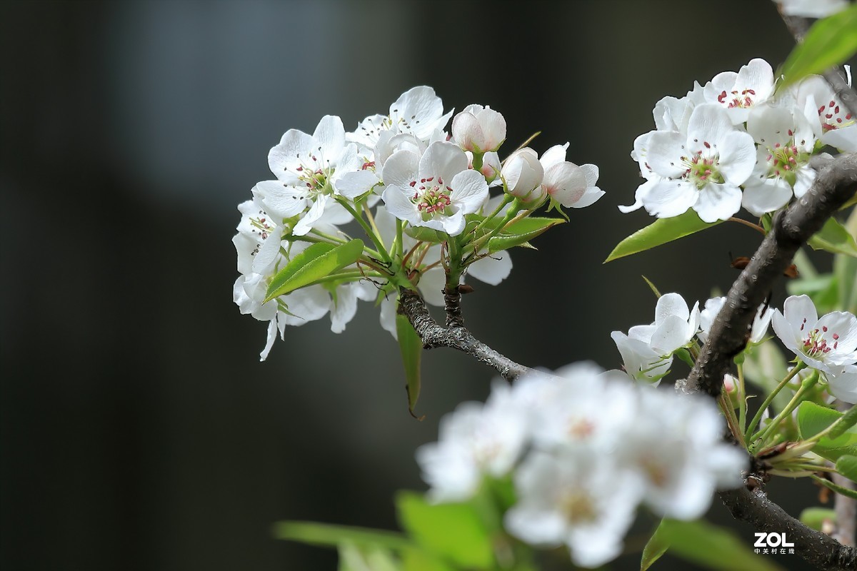试100-400大白一代镜头