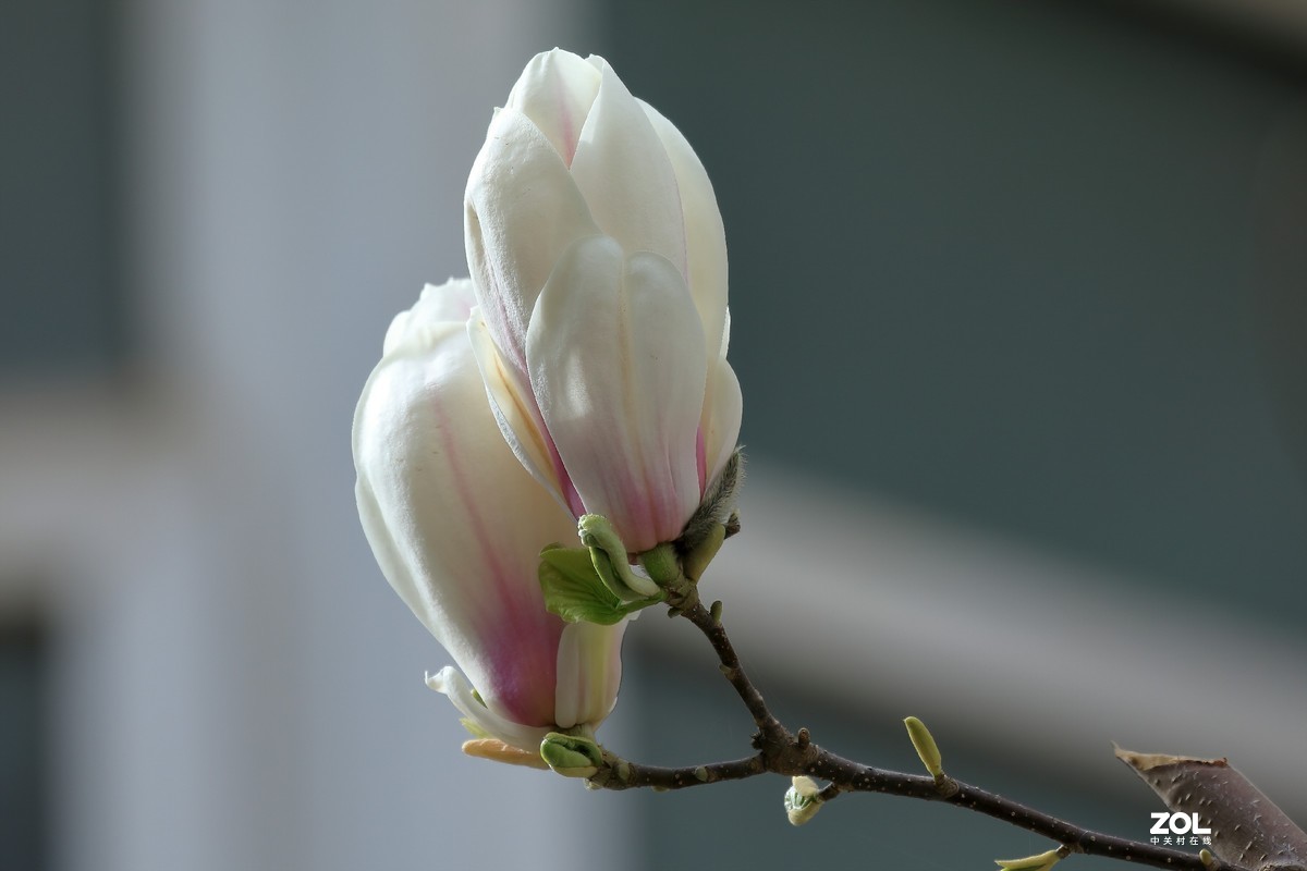 试100-400大白一代镜头