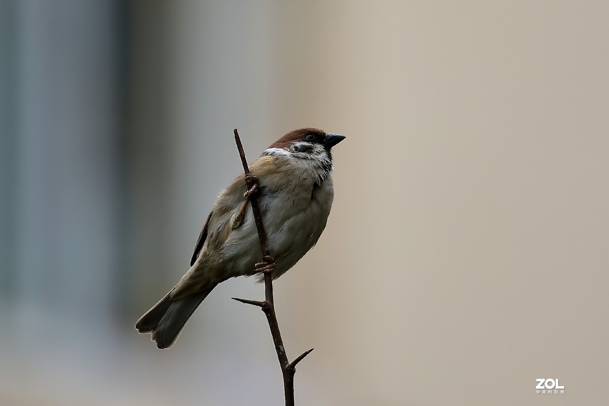 试100-400大白一代镜头