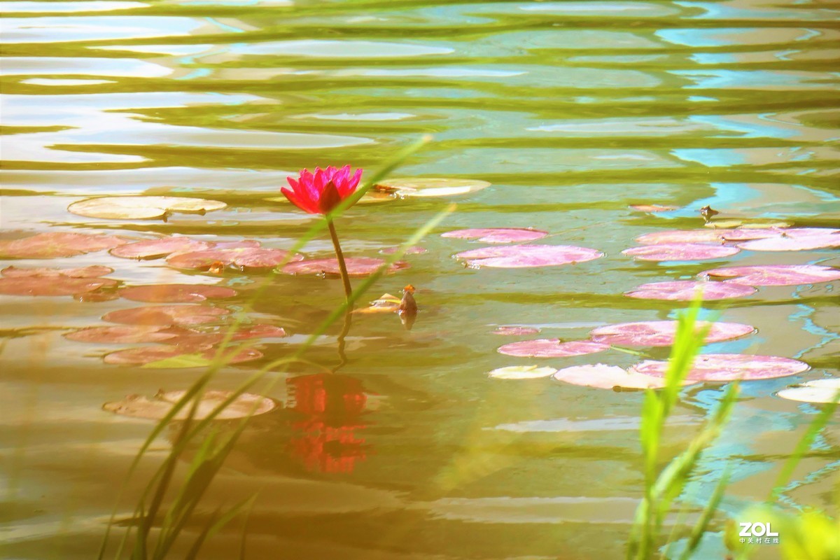 【静静的{荷}水】——摄于上海伊利公园