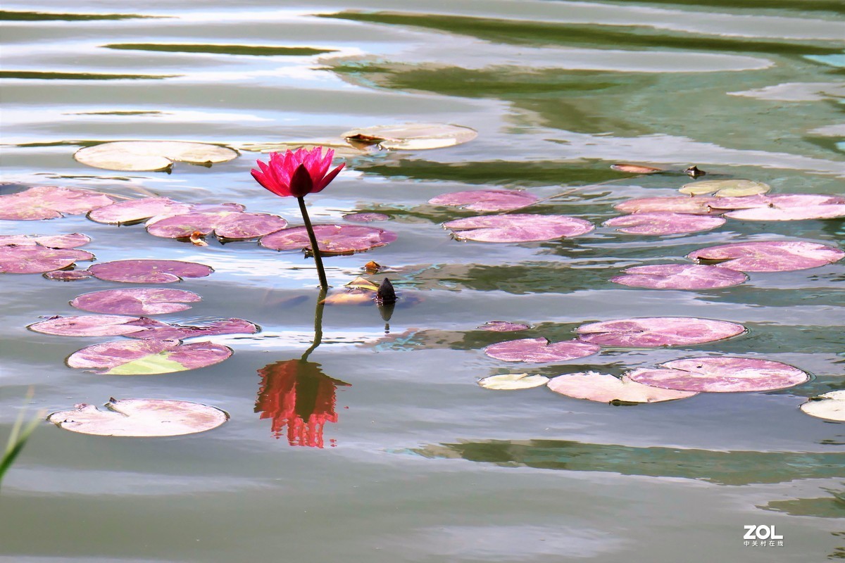 【静静的{荷}水】——摄于上海伊利公园
