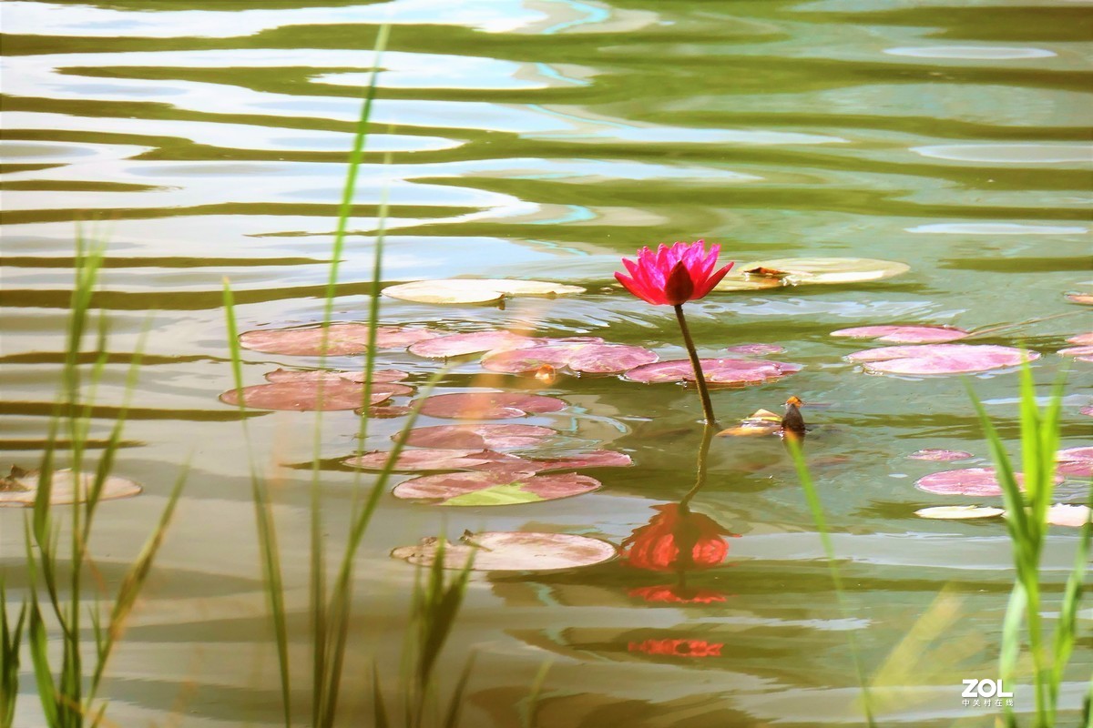 【静静的{荷}水】——摄于上海伊利公园