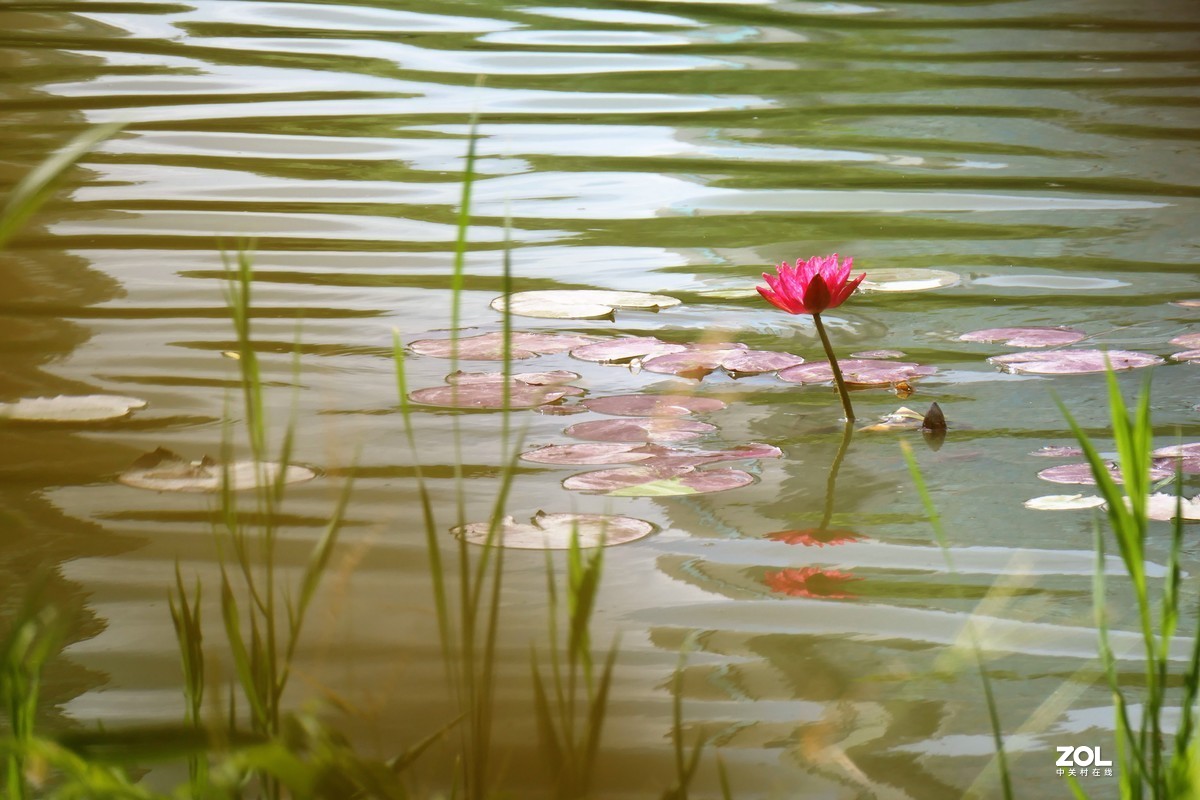 【静静的{荷}水】——摄于上海伊利公园