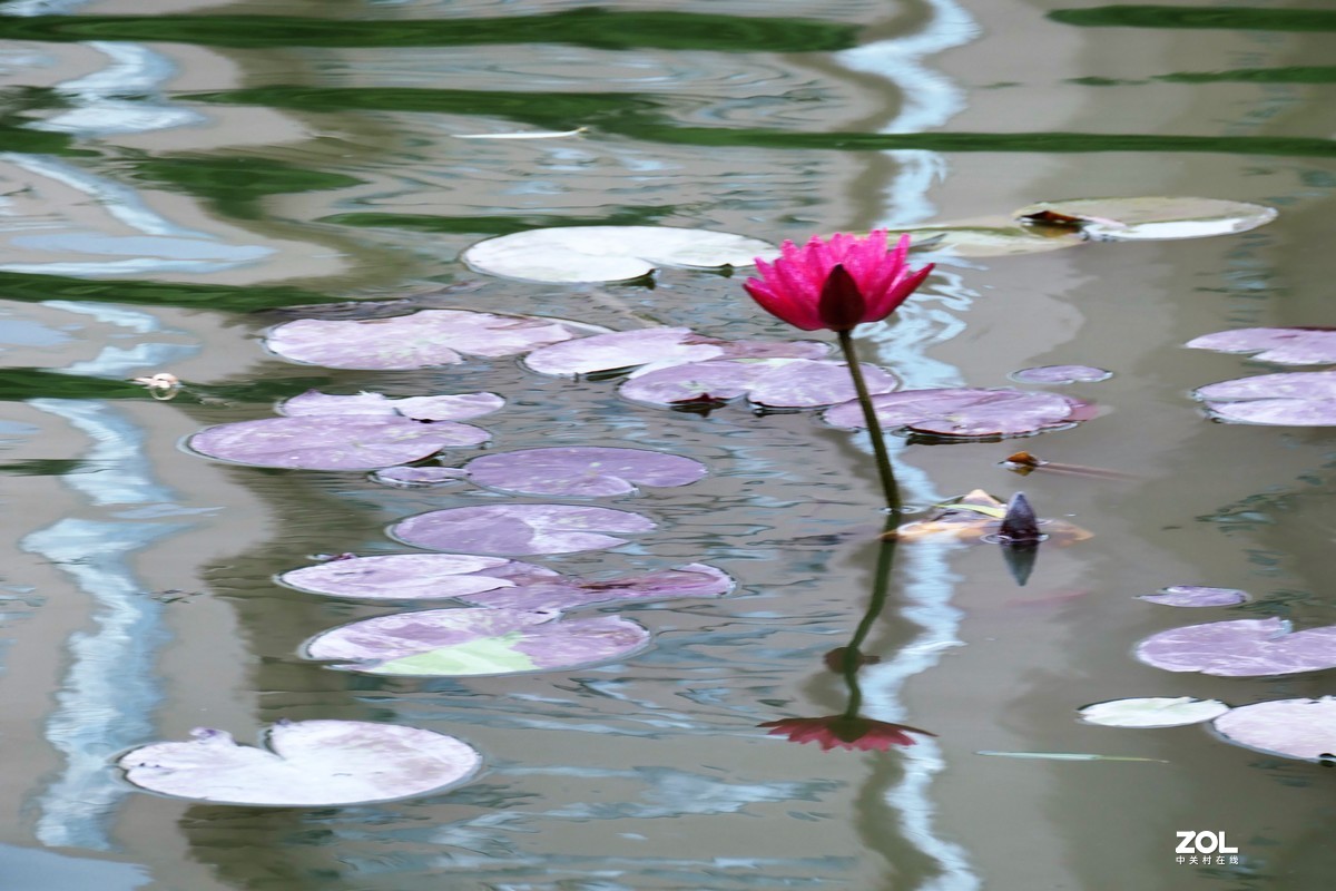 【静静的{荷}水】——摄于上海伊利公园